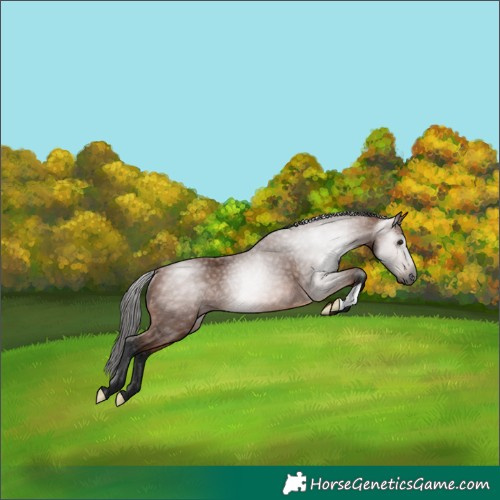 Horse Color:Gray Bay Rabicano 