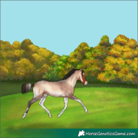 Horse Color:Bay Roan Onyx
