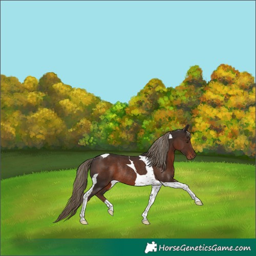 Horse Color:Liver Chestnut Tobiano Rabicano 
