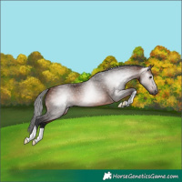 Horse Color:Gray Bay 