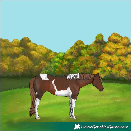Horse Color:Liver Chestnut Tobiano 