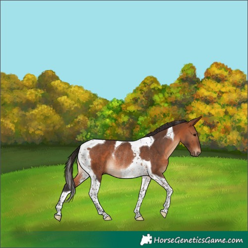 Horse Color:Bay Tobiano Rabicano 