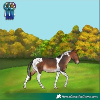 Horse Color:Bay Tobiano