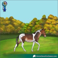 Horse Color:Bay Tobiano 