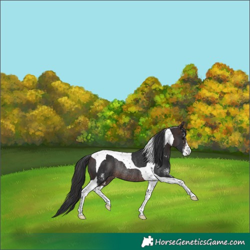 Horse Color:Brown Sabino Tobiano Rabicano 