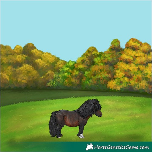 Horse Color:Brown Rabicano 