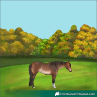 Horse Color:Bay Rabicano 