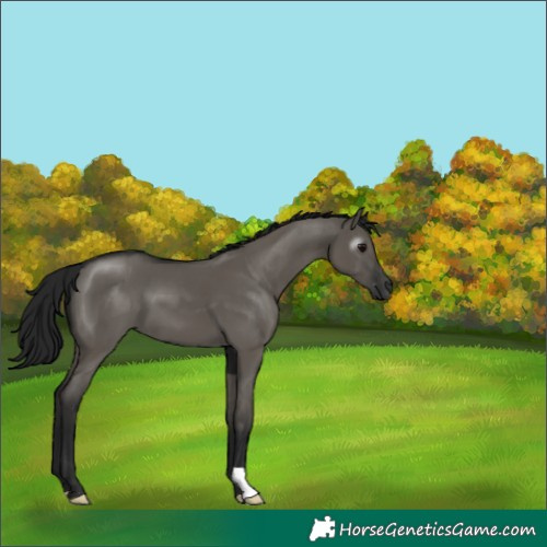 Horse Color:Gray Grullo 