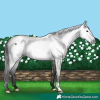 Horse Color:Gray Grullo