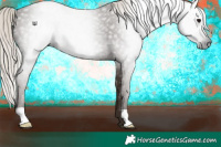 Horse Color:Gray Silver Black