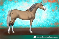 Horse Color:Gray Silver Bay Dun 