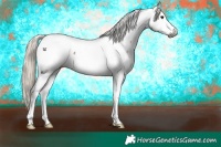 Horse Color:Gray White Spotted Silver Grullo Appaloosa