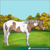Horse Color:Silver Bay Dun Tobiano Brindle 