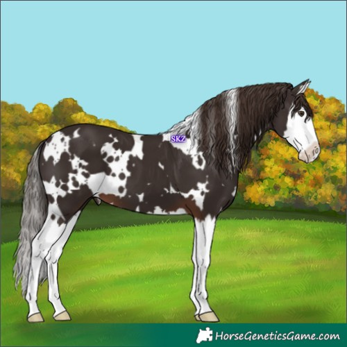 Horse Color:White Spotted Liver Chestnut Splash