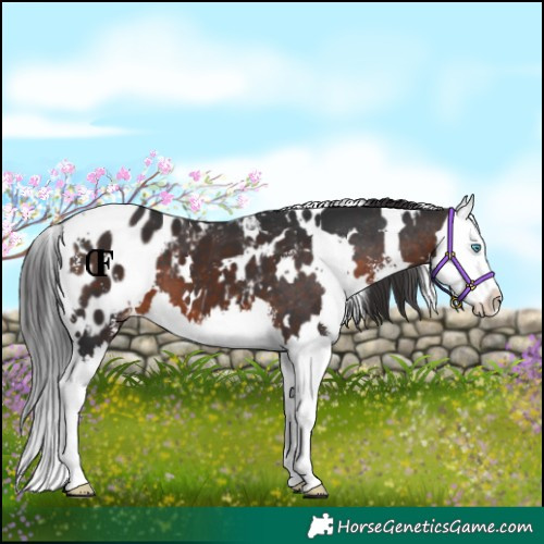 Horse Color:White Spotted Brown Sabino Splash Blanket