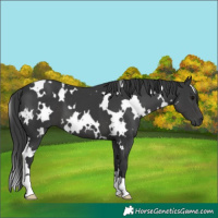 Horse Color:White Spotted Black