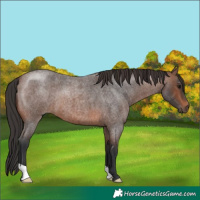 Horse Color:Brown Roan 