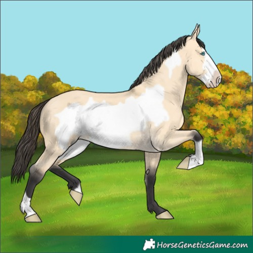 Horse Color:Buckskin Dun Frame 