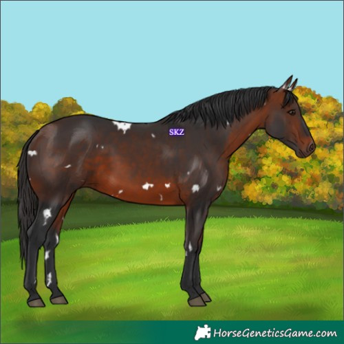 Horse Color:White Spotted Bay