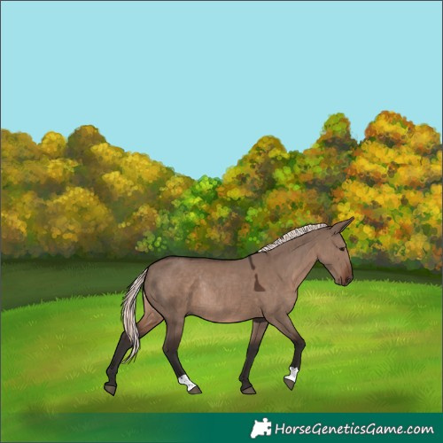 Horse Color:Liver Red Dun Mushroom Rabicano 