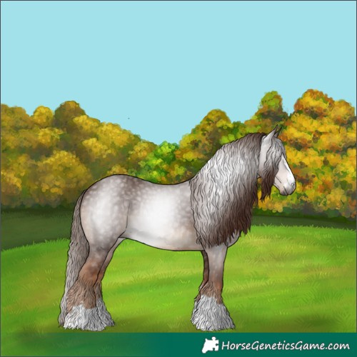 Horse Color:Gray Chestnut Rabicano 