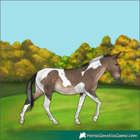 Horse Color:Brown Dun Tobiano