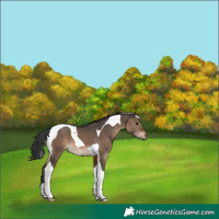 Horse Color:Brown Dun Tobiano