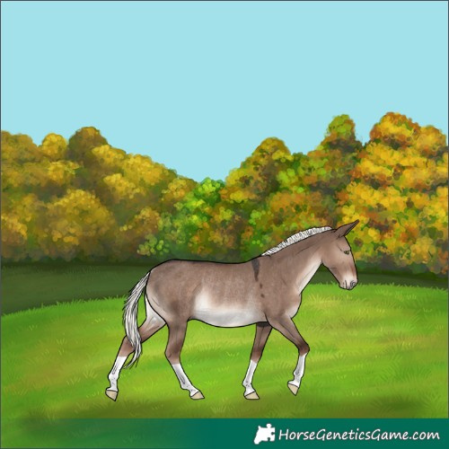 Horse Color:Liver Red Dun Mushroom Rabicano 