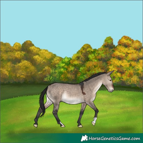 Horse Color:Brown Dun Mushroom Rabicano