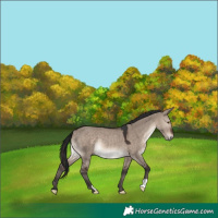 Horse Color:Brown Dun Mushroom Rabicano 