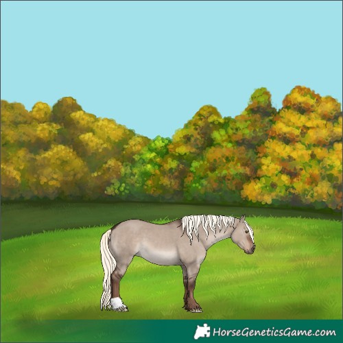 Horse Color:Liver Red Dun Mushroom 