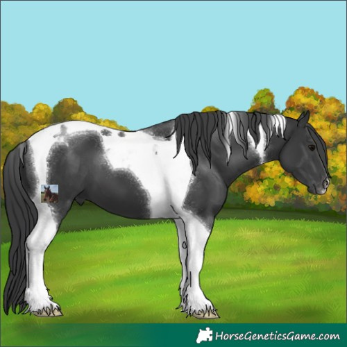 Horse Color:Black Tobiano