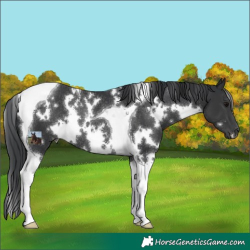 Horse Color:White Spotted Black Tobiano Rabicano 