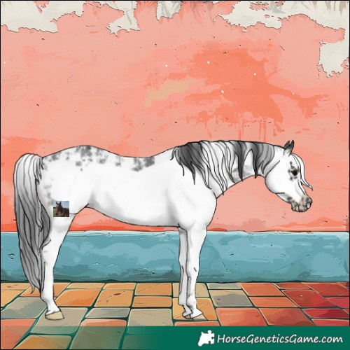 Horse Color:Black Sabino Frame Rabicano
