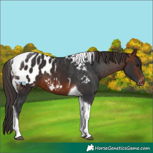 Horse Color:Brown Tobiano Appaloosa 