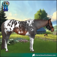 Horse Color:Brown Tobiano Blanket 