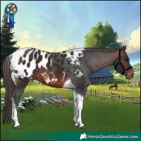 Horse Color:Brown Tobiano Appaloosa