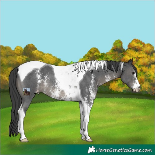 Horse Color:Black Sabino Tobiano Appaloosa Rabicano 