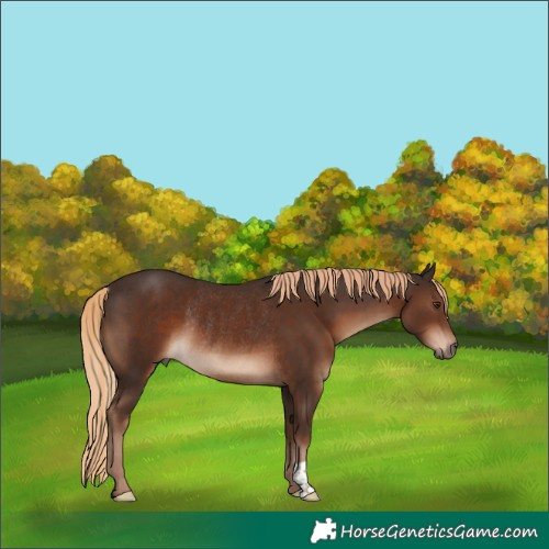 Horse Color:Liver Chestnut Rabicano