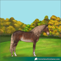 Horse Color:Liver Chestnut Rabicano 