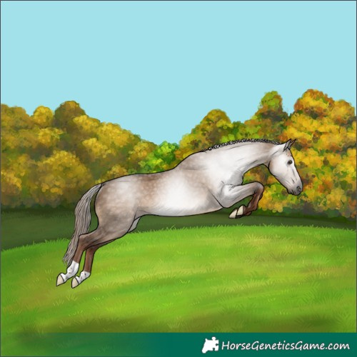 Horse Color:Gray Liver Red Dun Rabicano 