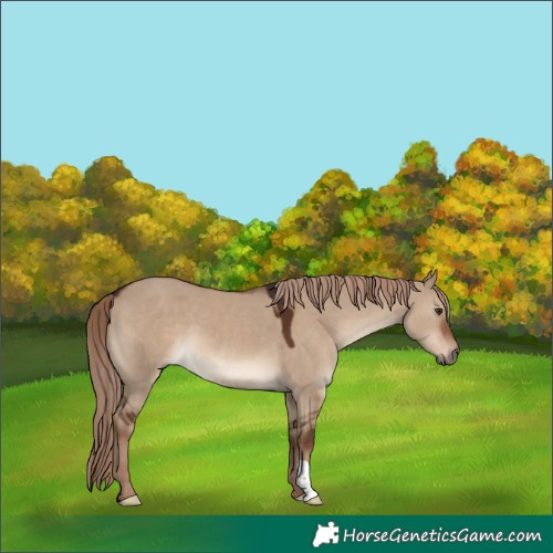 Horse Color:Liver Red Dun 