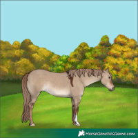 Horse Color:Liver Red Dun 