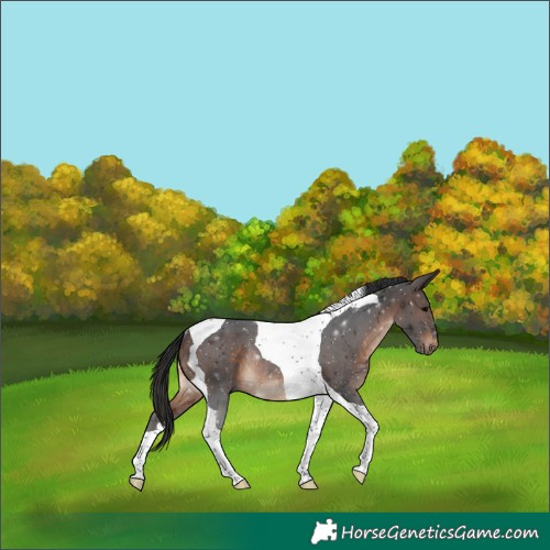 Horse Color:Bay Tobiano Rabicano 