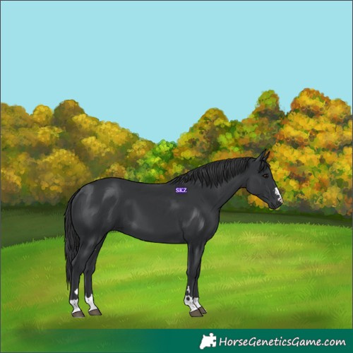 Horse Color:Black 