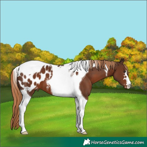 Horse Color:Liver Chestnut Tobiano Appaloosa