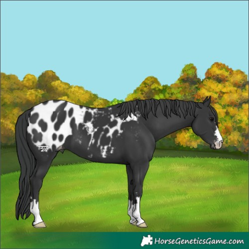 Horse Color:Black Blanket 