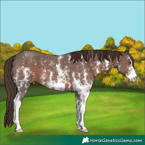 Horse Color:Liver Chestnut Sabino 
