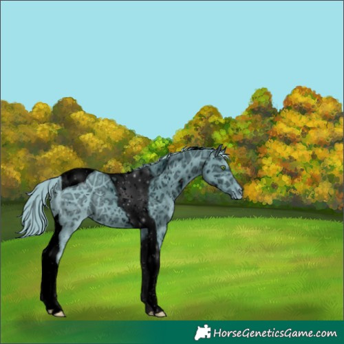 Horse Color:ERROR: UNKNOWN ANOMALY