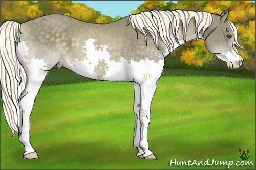 Horse Color:Chocolate Palomino Splash 